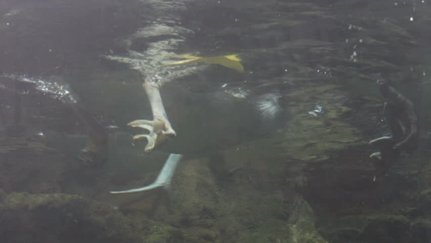 Pelican, spearfishing