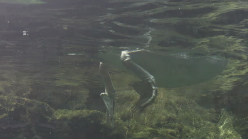 Pelican, spearfishing