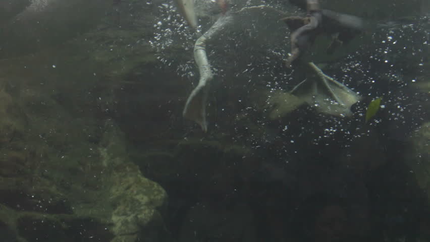 Pelican, spearfishing