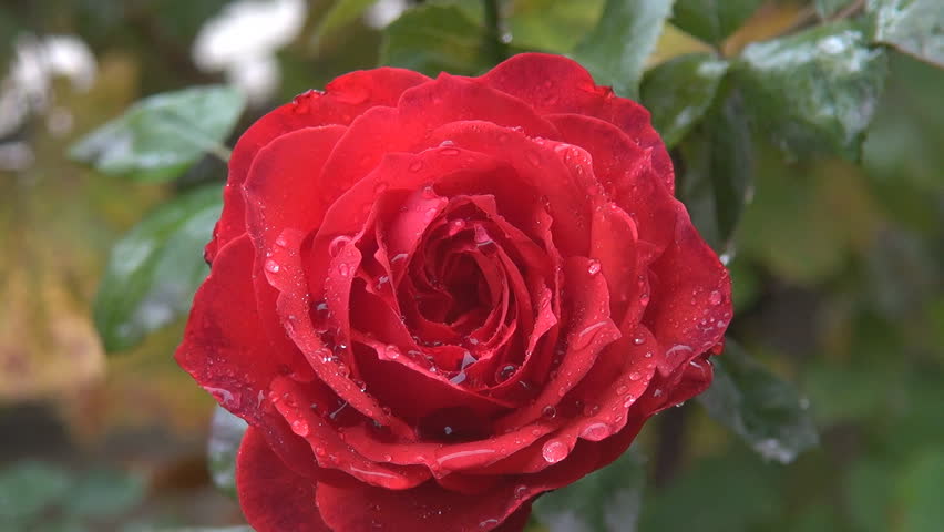 Beautiful red rose