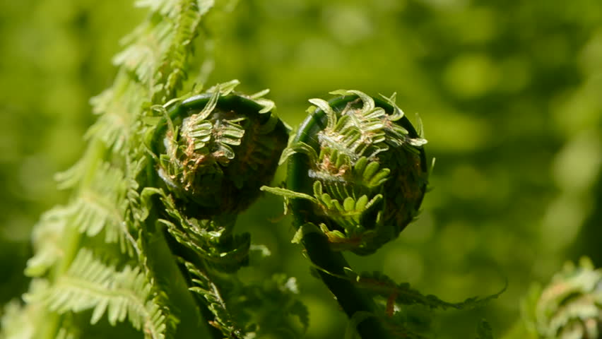 spiral forms new fern sprouts in the wind