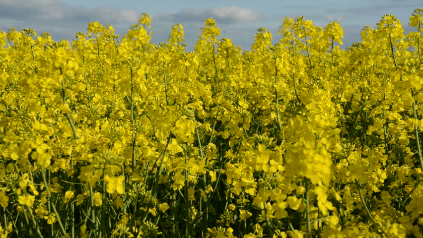 summer rapes blossoms in wind