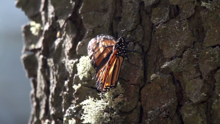 the amazing monarch butterfly sanctuary in mexico, where millions of butterflies return to each year from the USA and canada