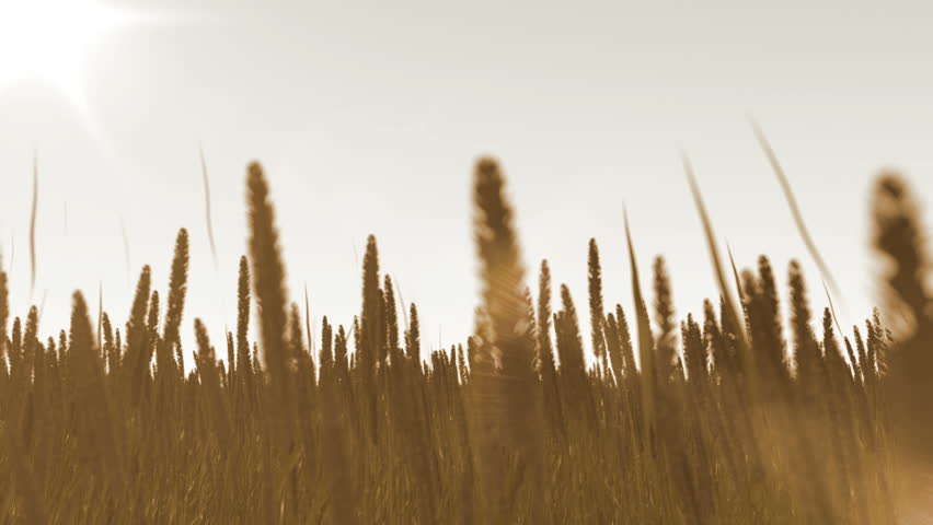 ripe wheat field and sun light