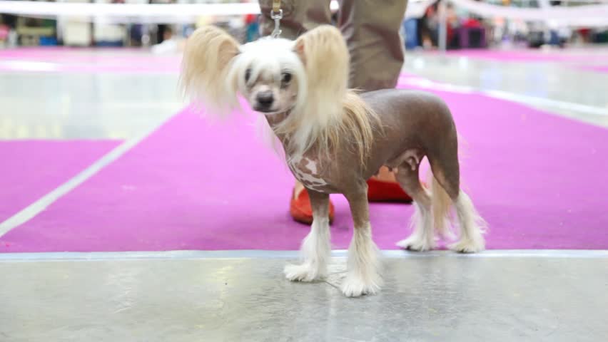 Chinese Crested dog participates together with owner in exhibition of dogs