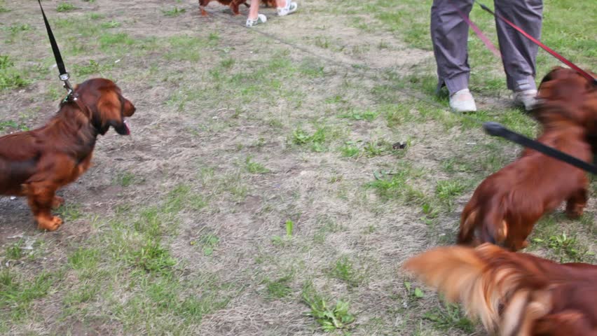 Owners walks with long-wool Badgerers on lawn with green grass