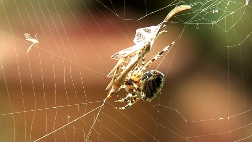 A Spider killing a daddy long legs