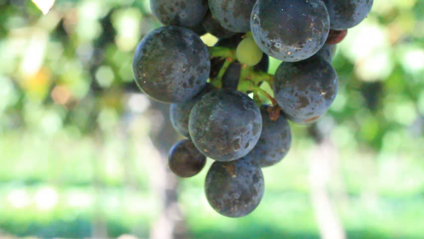 Camera zooms in on grapes on a vine