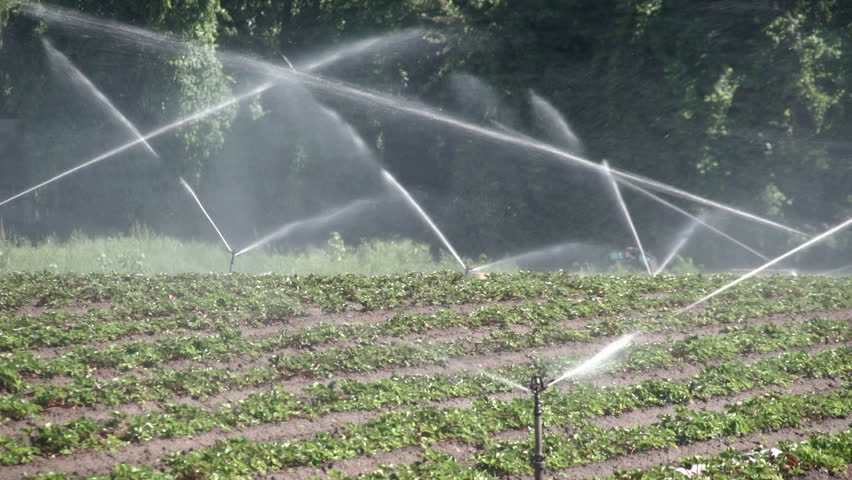 Agricultural irrigation sprinklers at work on a small farm field.
