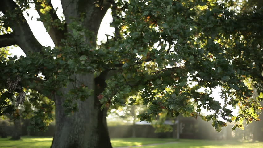 A shot of the sun as seen shining through a large tree on a big lawn