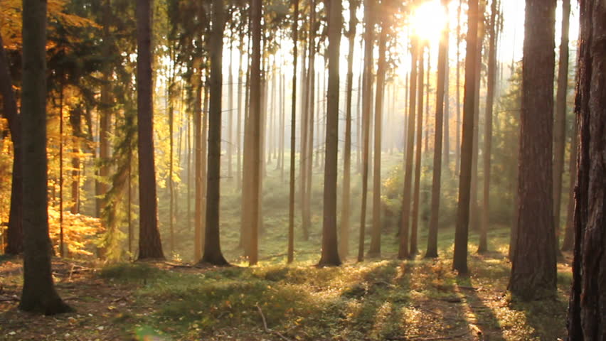 Slow movement through a Czech forest with the sun shining through many trees, seen during the late afternoon