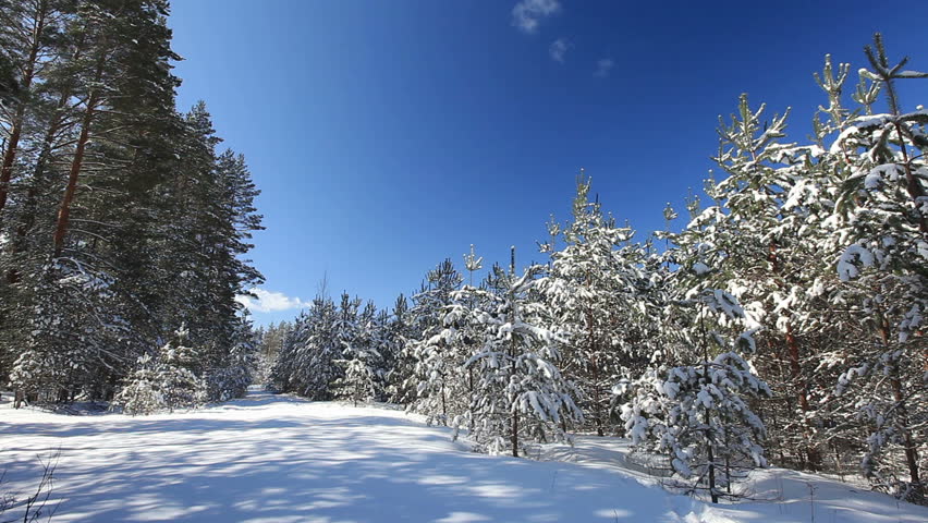 Winter forest
