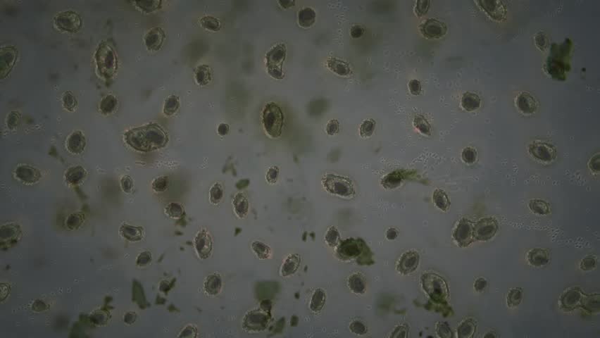 1080p plate of cloning cells, wider