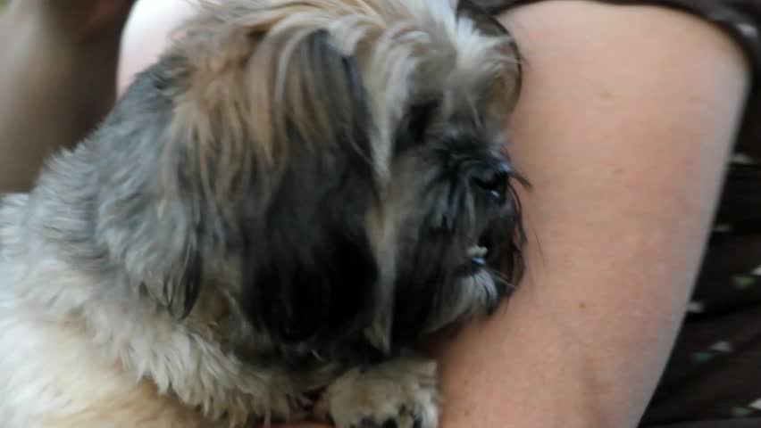Small Furry Adorable Dog Gets Pets While Held In Lady's Arm