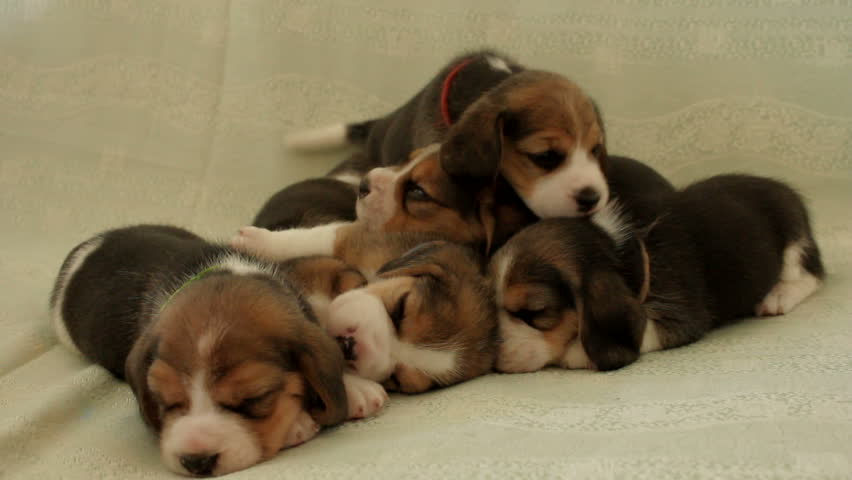 a group of small dogs puppies beagle