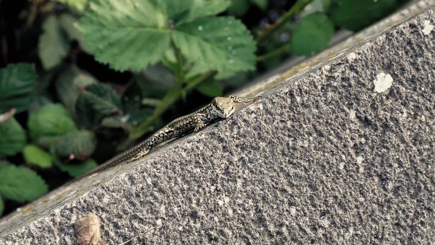 Header of racerunner