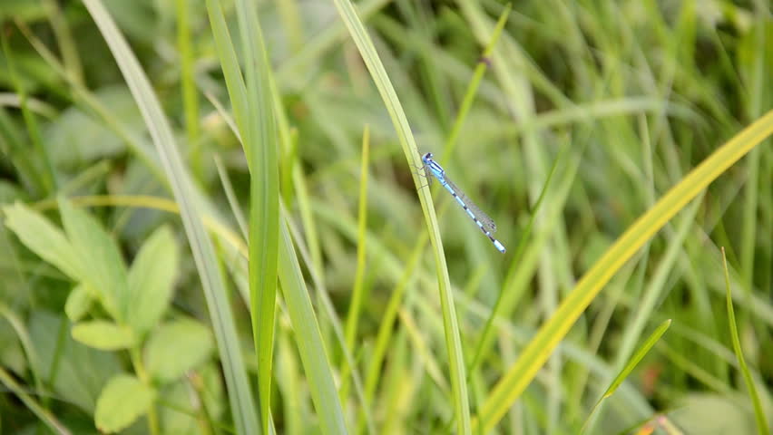 dragonfly on a culm