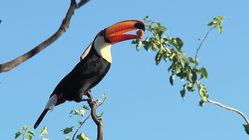 Toucan
