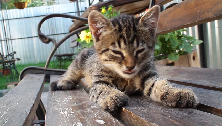 Kitten on the bench