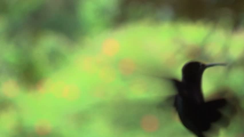 hummingbirds, colibrÃ¬ fly 