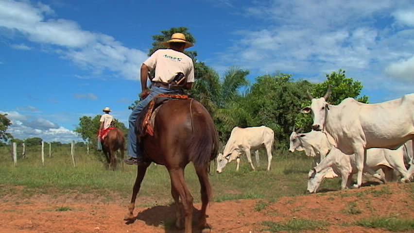 Cowboy, cow, Brazil, pantanal