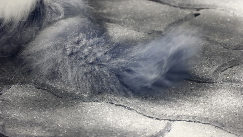 Infrared fauna: cat moving tail 1
