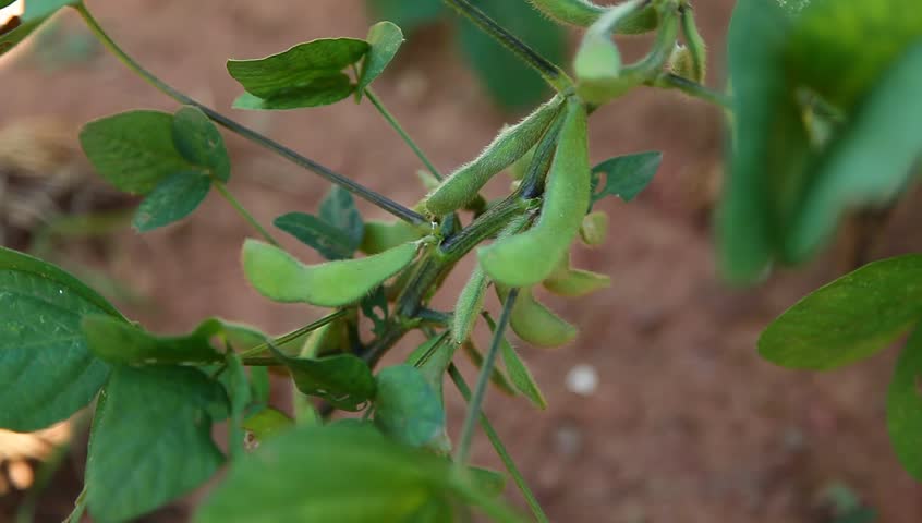 soybean ripe in the summer 