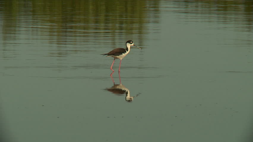 Black-necked stilt feeding in pond
