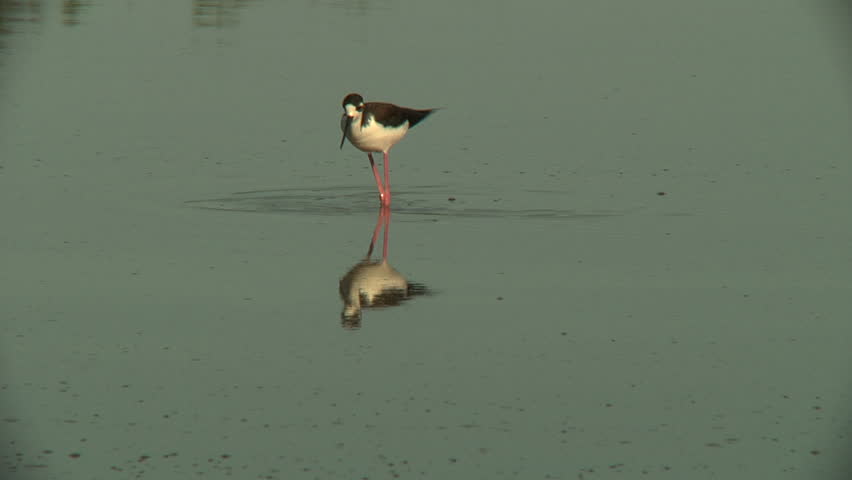 Black-necked stilt feeding in pond