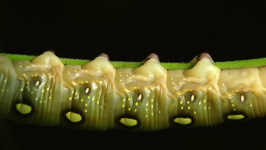 insect life. the caterpillar eats.  