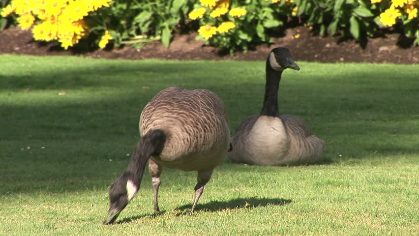 Two Canadian geese, Branta Canadensis, grazing, Vancouver, British Columbia, Canada.		 Format: NTSC HDV Compression: MotionJPEG-A Camera: Sony HVR-Z1U Size: 1080i (1920 x 1080) Sound: No
