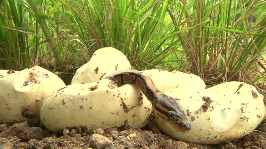 Python hatchlings