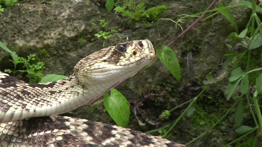 Closeup of eastern diamondback rattlesnake