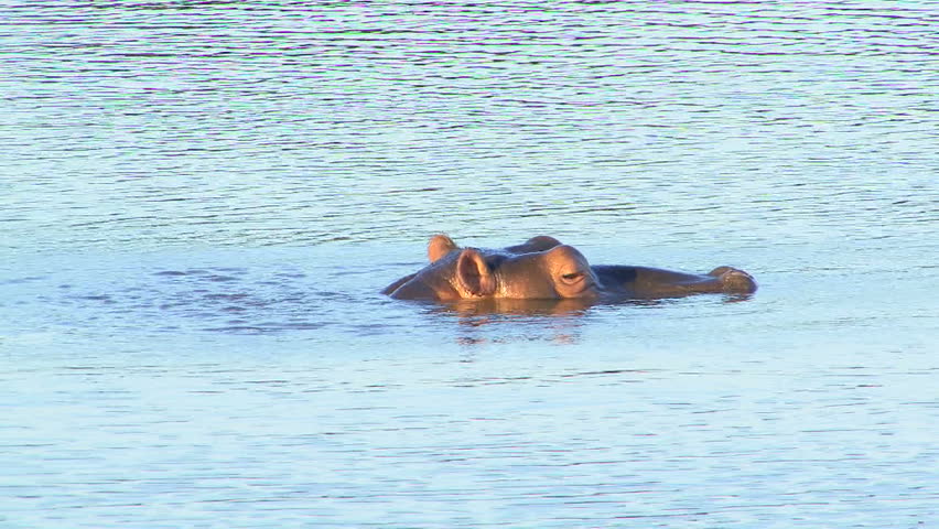 Hippopotamus in South Africa sinks under water level