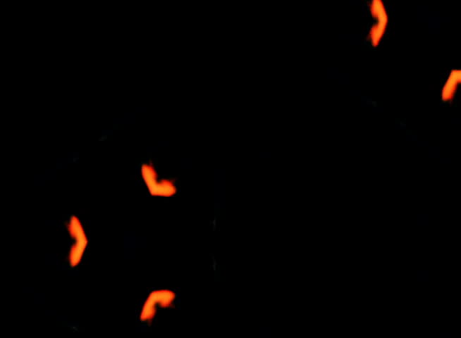 PAL - Motion 223: Abstract forms pulse and flicker (Loop).

Formats available: HD-NTSC-PAL