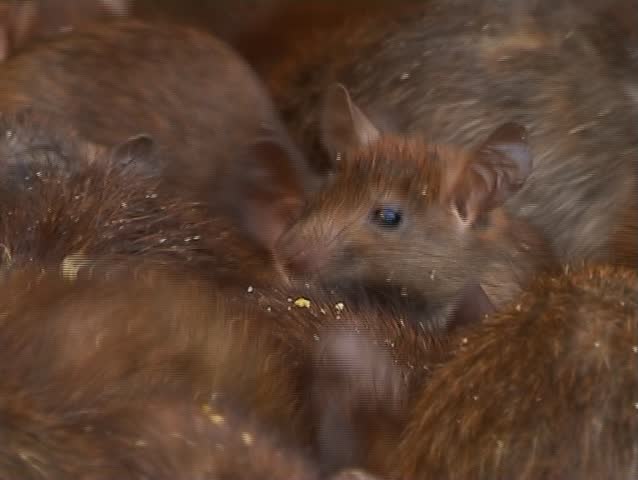 Holy rats eating sweet rice