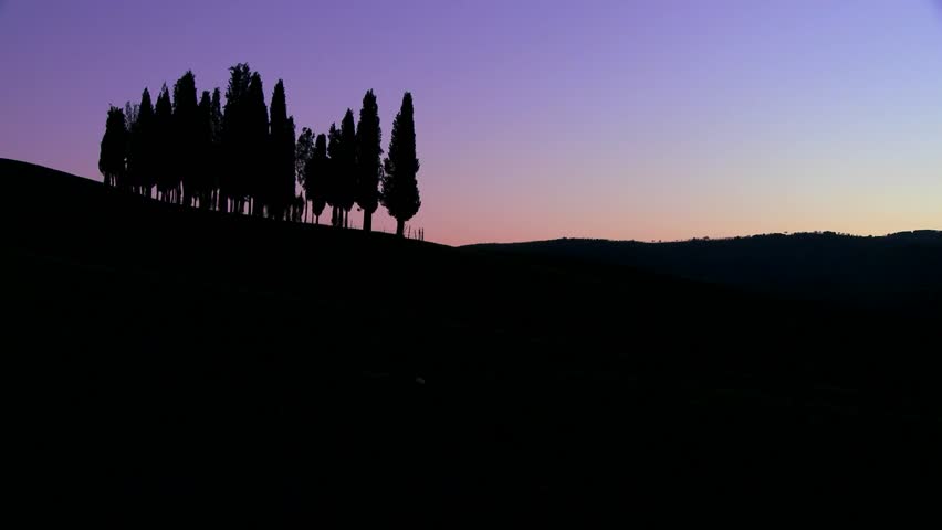 TUSCANY, ITALY-CIRCA 2011-A cluster of Italian cypress trees at dusk on a hillside in Tuscany, Italy.