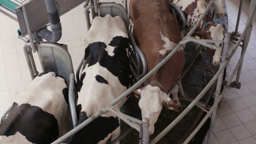 Automated Dairy Farm