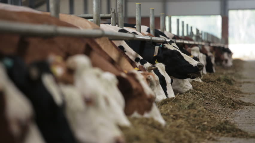 Dairy cows in the stable