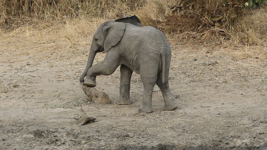 Playful baby African elephant (Loxodonta africana), South Africa