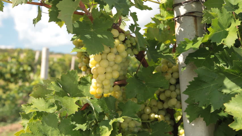 Muscat White Grapes, Crimea, Ukraine. Tracking shot