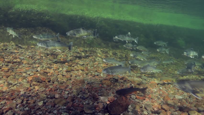 Underwater footage of arctic chars (Salvelinus alpinus) in clear water river, Greenland