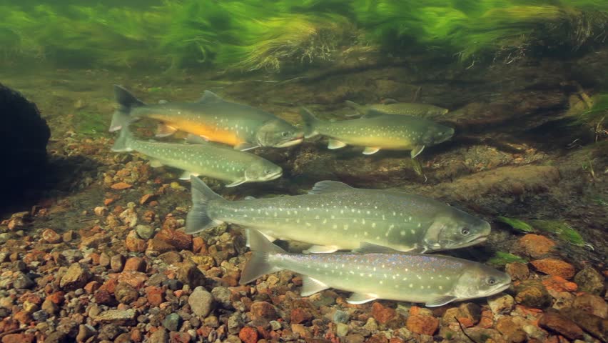 Underwater footage of arctic chars (Salvelinus alpinus) in clear water river, Greenland