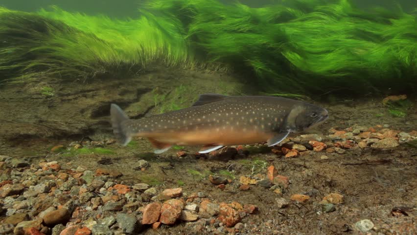 Underwater footage of arctic char (Salvelinus alpinus) in clear water river, Greenland