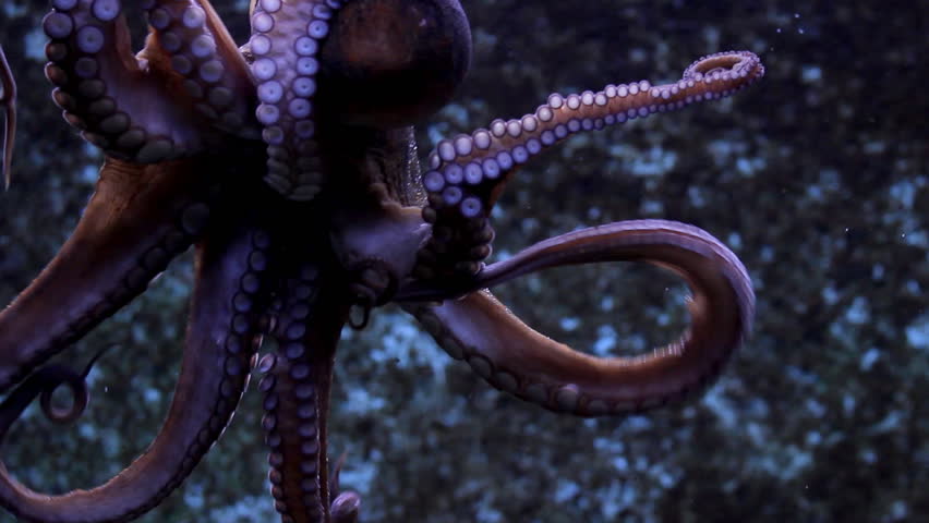 Octopus

Description: Octopus in the water

