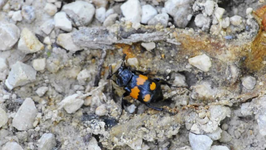 burying beetle