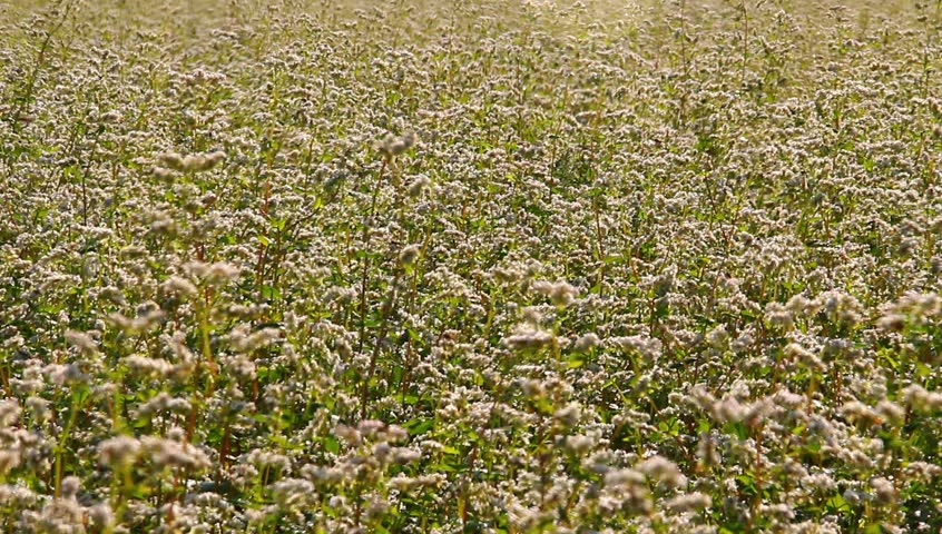Beautiful white buckwheat field with bees.
