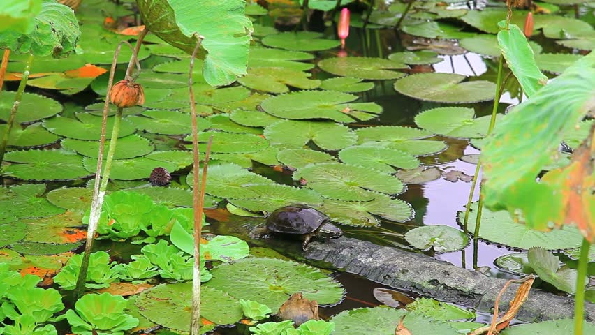 Turtle walking on the timber.