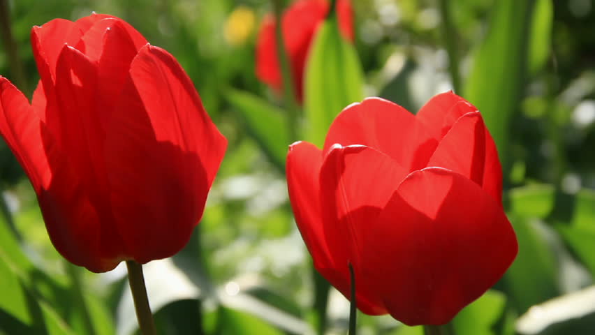 Close-up two scarlet tulip buds
