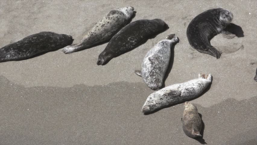 Seals